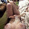 thailand mix new to business abbotsford boobs一 | Abbotsford | Canada | cityxad.com 