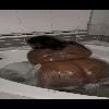  💦🥵Warm and Cozy😉💦Thick and Funsize💦Sexy Chocolate 🍫  | Houston | United States | cityxad.com 