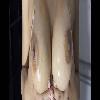 THICK EBONY YELLOWBONE | Kitchener | Canada | cityxad.com 